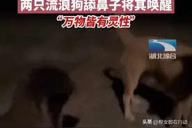 万物皆有灵性，女生因身体不适失去意识，两只流浪狗温柔将其唤醒图片