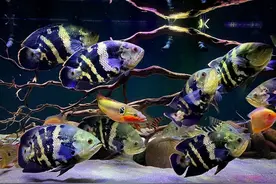 地图鱼有几种颜色，有哪些品种（1）图片