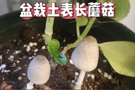 花盆里长这个，别当宝养起来，火速清理干净，不然就是大祸害图片