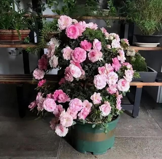 杜鹃花能不能养殖在室内（为什么不建议室内养杜鹃花不是迷信）