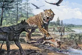 大兴安岭狼虎斗，小狼只身逃命，后成狼王，率十八只狼咬死猛虎图片