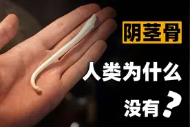 很多动物都拥有“丁丁骨”，人类曾经也拥有，为何现在退化了？图片