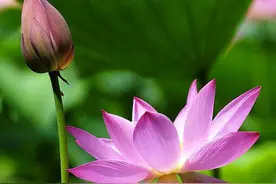 南风知我意，吹梦到西洲图片