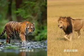 狮子和老虎究竟孰强孰弱？难道老虎真不如狮子图片