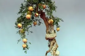 石榴盆景不结果？那是没做好这4点，今秋不解决，明年还没果图片