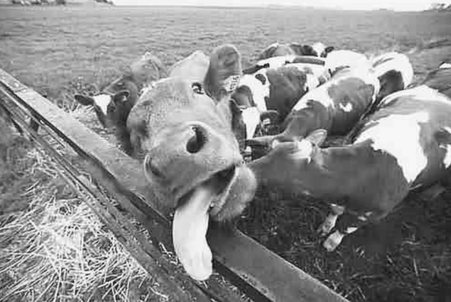 鐑圭叜閮芥潃涓嶆鐨勬湂鐥呮瘨锛岃嚧姝荤巼100%鏃犺嵂鍙晳锛佹劅鏌撳悗鏈夊鎭愭€栵紵