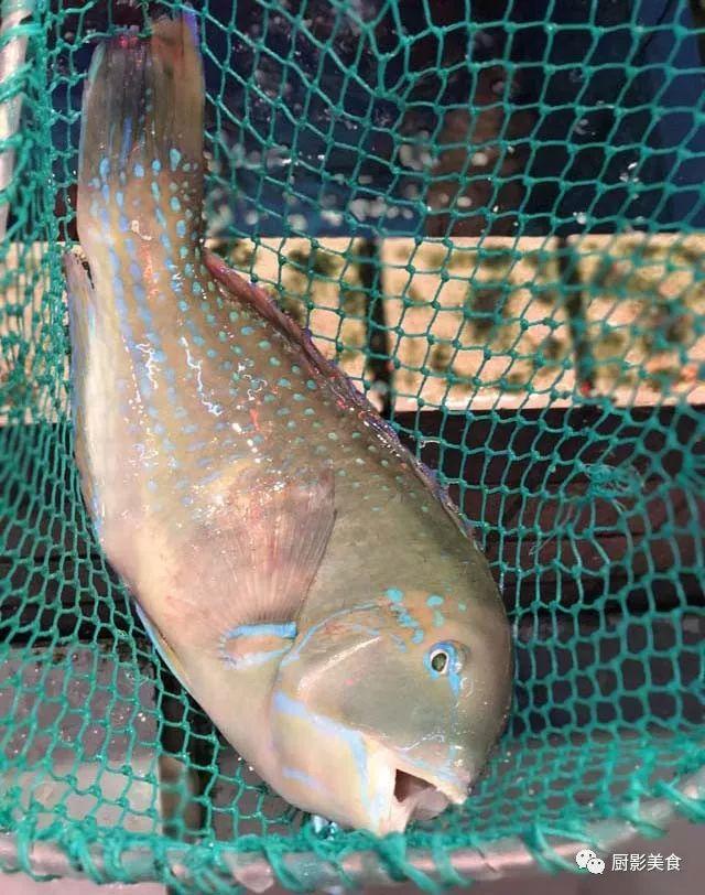 40头的花胶是几级 2025年花胶40头是什么意思?