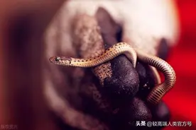 女人梦见“蛇”是想男人，那男人梦见蛇暗示着什么呢？图片