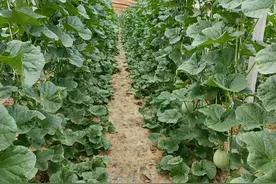 东平县沙河站镇：小甜瓜长势喜人 即将成熟图片