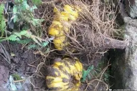 男子在地里挖土，挖出“香蕉”的根部，专家欣喜：他捡到宝贝了图片