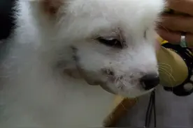 狗狗5大皮肤病攻略！治疗+症状表现图片