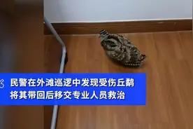 上海外滩出现“怪鸟”：走路好像跳舞，飞还没人跑得快，它是啥？图片