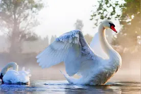 为何动物都怕鹅？有鹅的地方没有蛇？鹅的真实面貌超出大家的想象图片