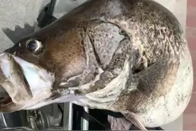 鳜鱼的“倔犟”：为吃活鱼耗尽体力，不吃死鱼反而胖的像“猪”？图片