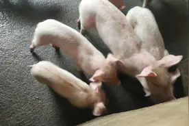 养猪，你也遇到过这样的问题吗？（毛松、消瘦、治疗效果差）图片
