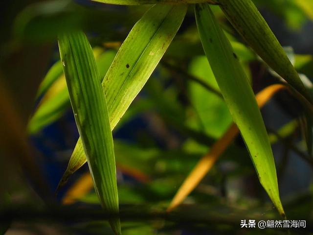 20句写竹的诗词：四季青翠，傲骨凌霜，读后感触颇深
