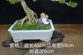 雀舌黄杨盆景 为什么受欢迎图片