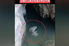 河南金刚台发现不明水生物，叫声好像婴儿啼哭，这到底是什么？图片