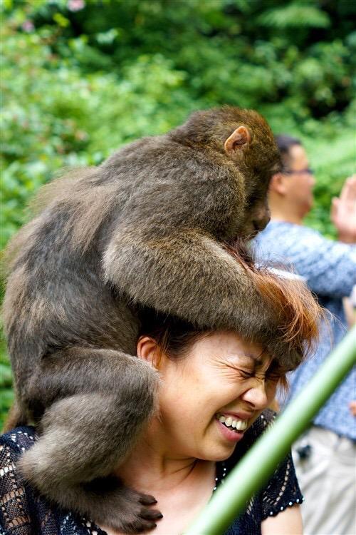 四川峨眉山猴子一年伤人300次,人猴分离管理:终于为游客报仇了