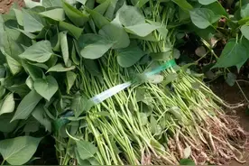 “高垄结大薯”，红薯想丰产，翻蔓好还是提蔓好？多数农民没做对图片