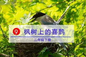 「最适合家长的复习材料」语文二年级下《枫树上的喜鹊》复习方法图片
