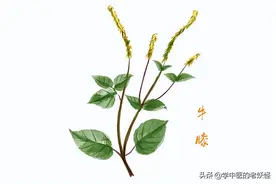 引血下行之“牛膝”图片