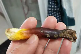 听说，灵芝只遇有缘人图片