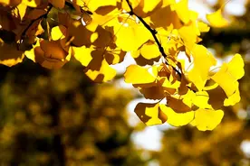 不要轻易去捡银杏果，不然你的双手可能会烂掉图片