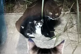 原来，流浪猫妈妈真的会把孩子送给最信任的人啊图片