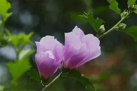 情人劫围猎了心，却超越了性，和解后才是人生图片