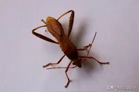 暖冬昆虫早醒，未必是好事|绿会志愿者记录图片