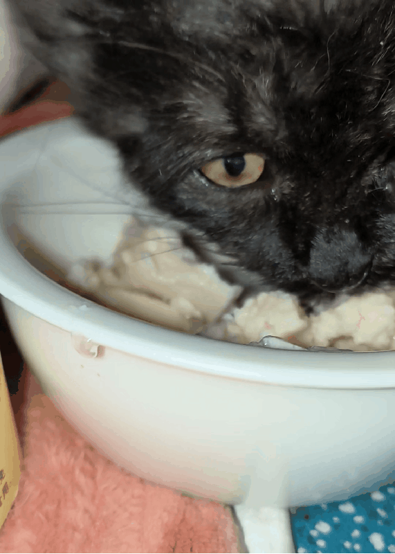 在宠物医院花了1200元说没救了，到了救助站几毛钱就治好了！