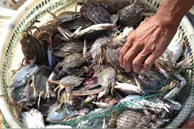 3种“可怜”的海产品，因便宜常被人轻视，却都是营养好吃的美味图片