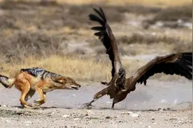 三只狼猎杀秃鹫“红脖”|高原强霸挑战空中飞贼，两败俱伤亡图片