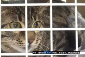 狸花猫采血后“瘸了” 宠物医院：没有那么“大力”图片