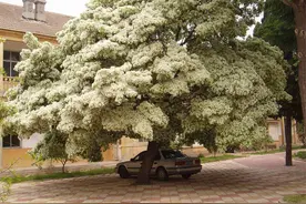 流苏：我国珍贵树种，也是优秀绿化树种，精品大树能卖3-5万元/棵图片