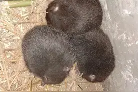 低成本高收益的牧草养殖竹鼠技术，亩产值高达75万图片