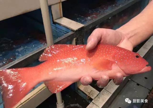 40头的花胶是几级 2025年花胶40头是什么意思?