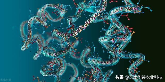 最近氨基酸火了？氨基酸的7种作用，老农民：省肥增产是重点