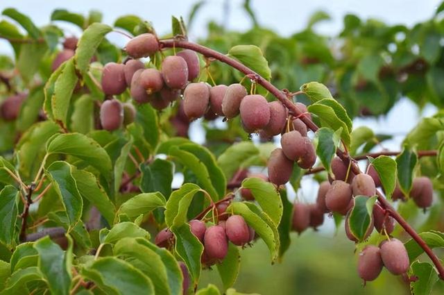 若你家乡还有它们，请你保护起来，不要让外人采挖，市场行情不错