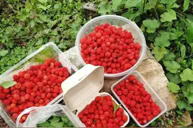 野生果实—覆盆子和树莓图片