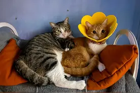 猫猫尿闭复发了，该如何处理？图片