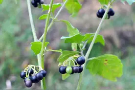 谁说中药不能抗癌？原产于中国的药材龙葵，第一个不答应图片