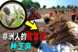 饭都难吃饱的非洲人，为啥大量种油作物芝麻，不种水稻玉米？图片