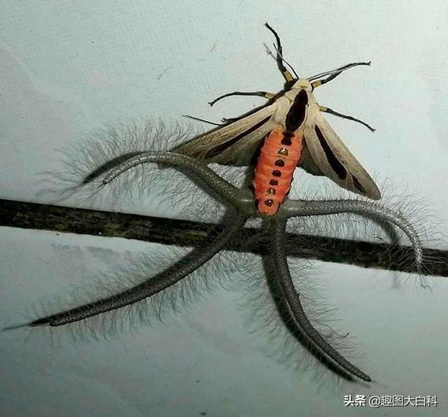 死人手指 死人手指蘑菇(图18) 死人手指 死人手指蘑菇(图18)