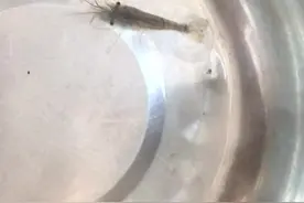 这只顽强的小虾还在活着图片