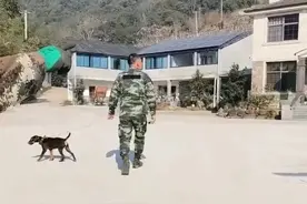 大伯养的300斤猪出逃野外26天！半米高的猪，怎么跳出1米5的门？图片