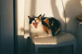 太太太卷了！影子这么拍，好看炸了图片