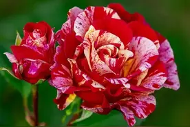 想念心上人，没有任何理由，只因心里的在乎图片