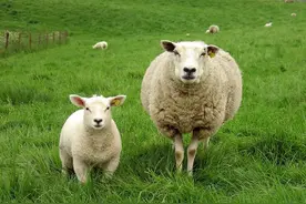 嘿！看这只羊就来气！图片